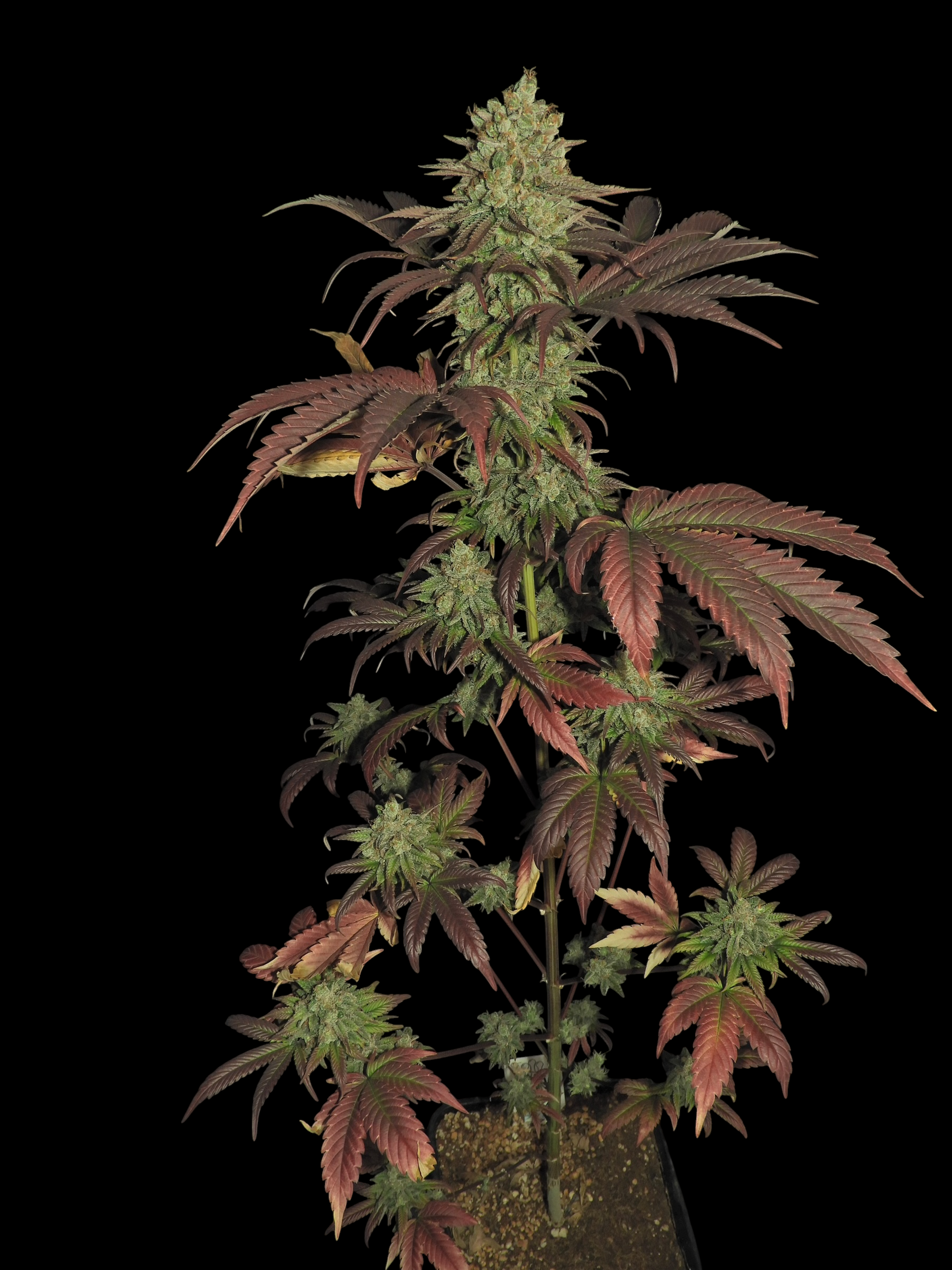 Haze D’Lux© (OG DLux Bx3 "Purple Haze Pheno" x Mentha de Croco Bx1)