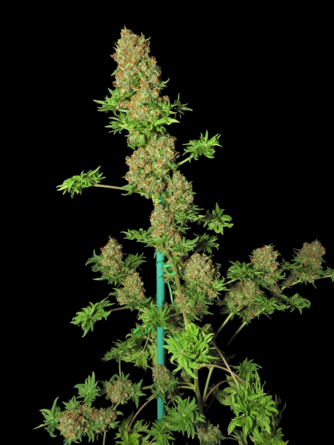 FlowOG ABC© (Flo Fusion ABC x Purple Urkle OG Dooligah F2)