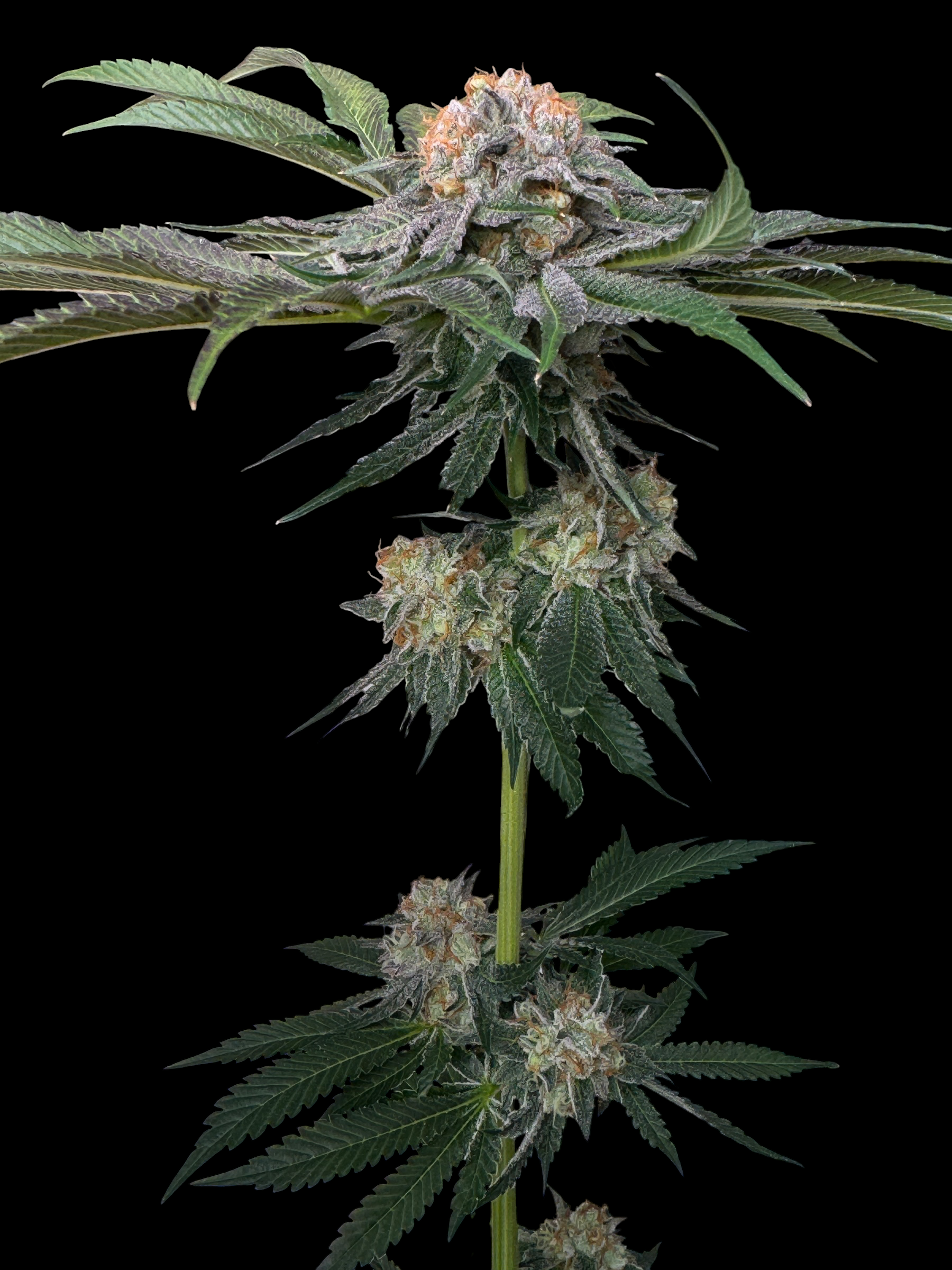 Sour Guava OG