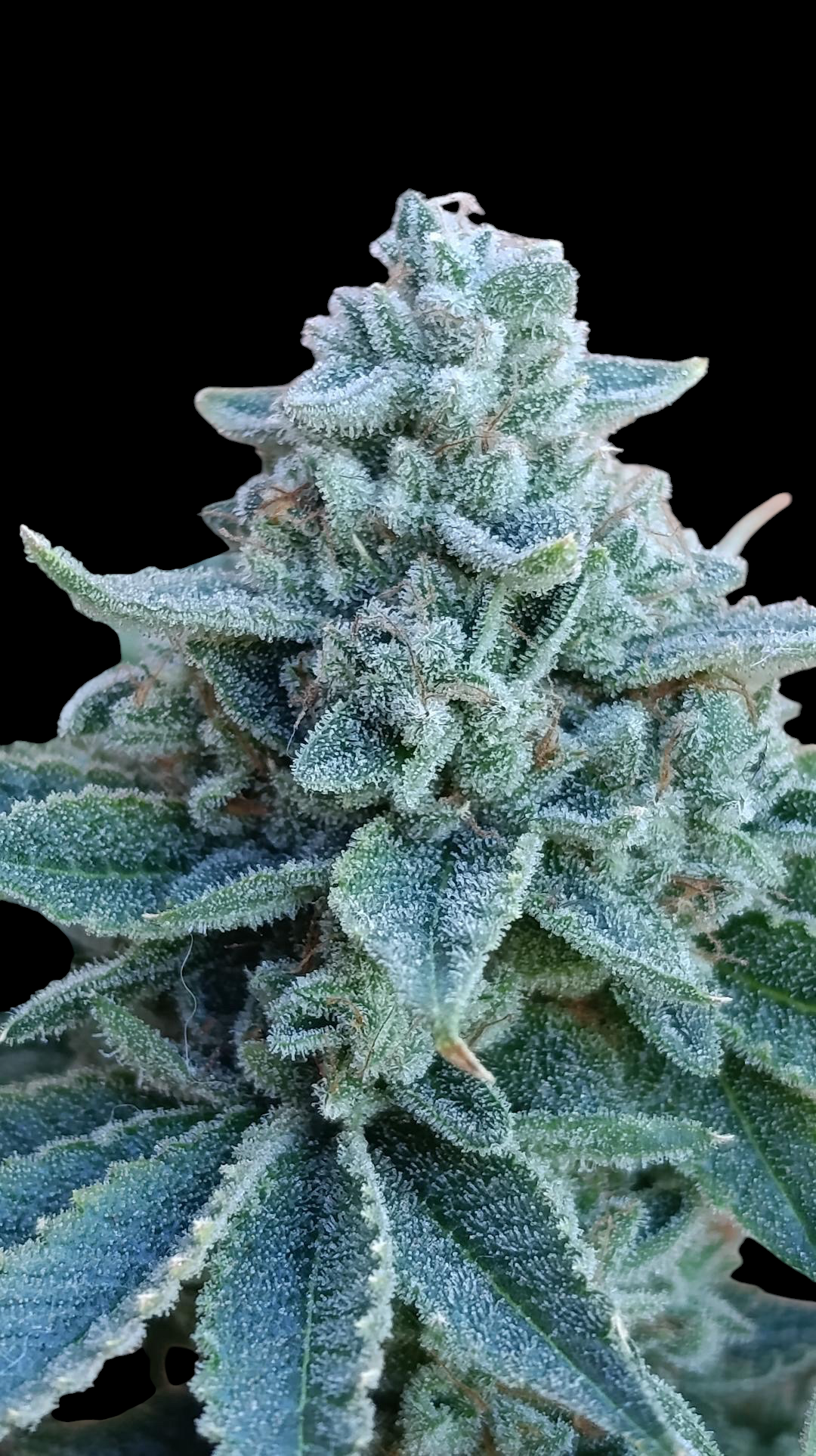 Zour MelonZ