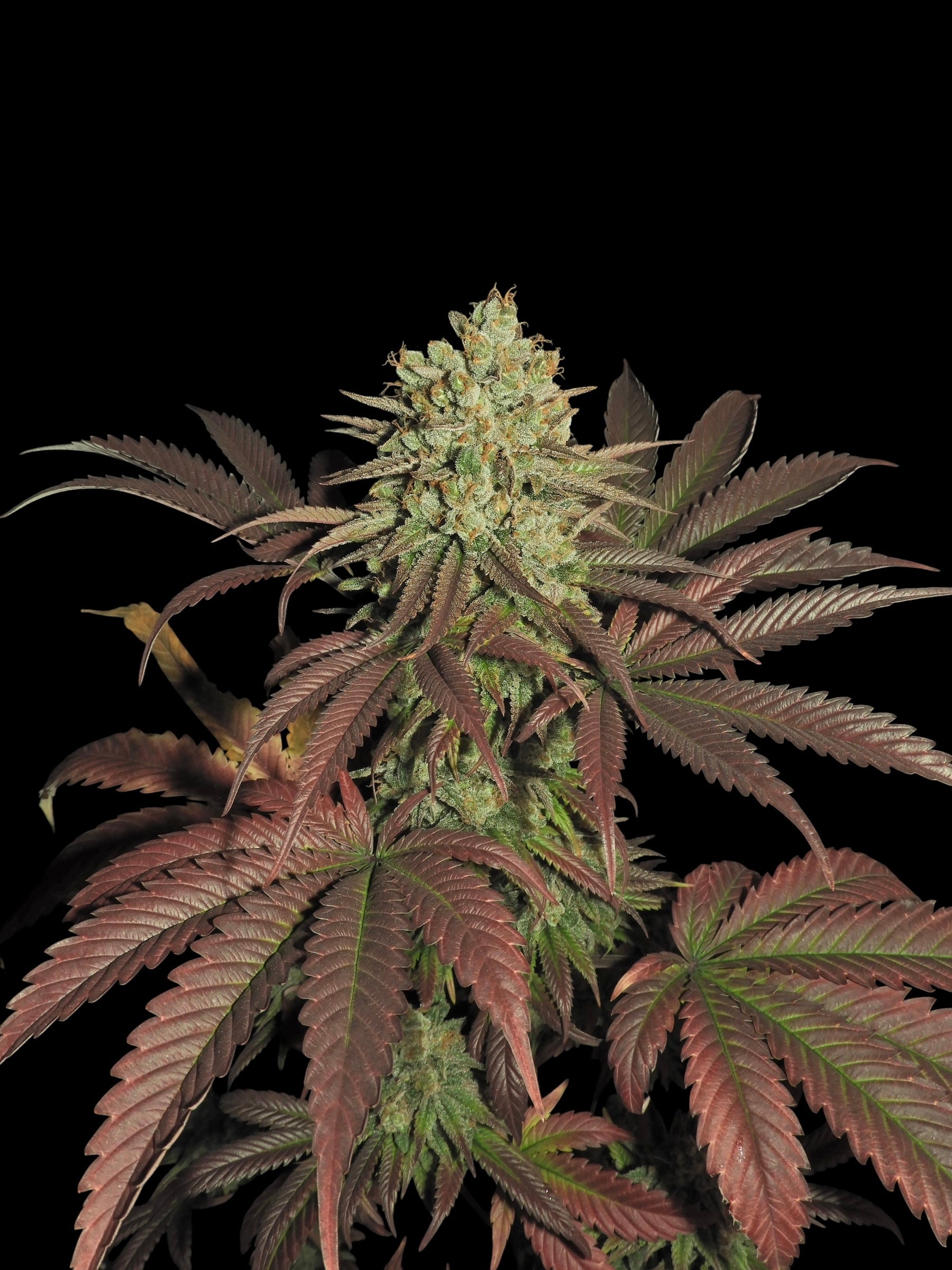 Haze D’Lux© (OG DLux Bx3 "Purple Haze Pheno" x Mentha de Croco Bx1)