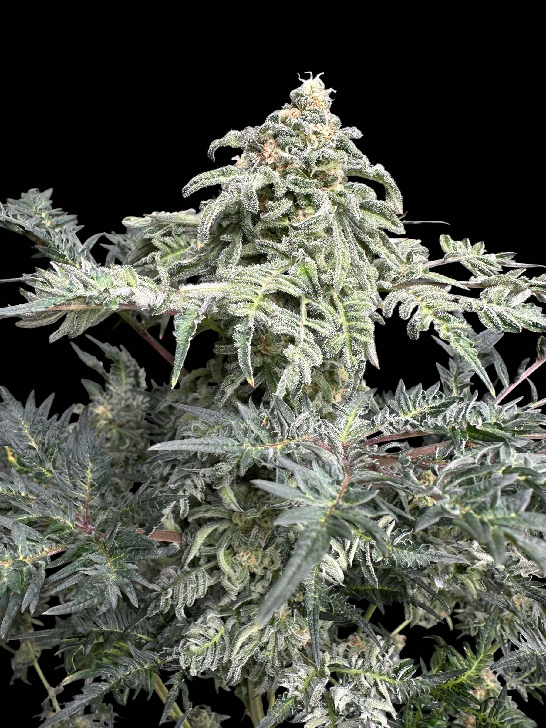 The Reek (Mentha de Kosher x Mentha de Croco Bx1)