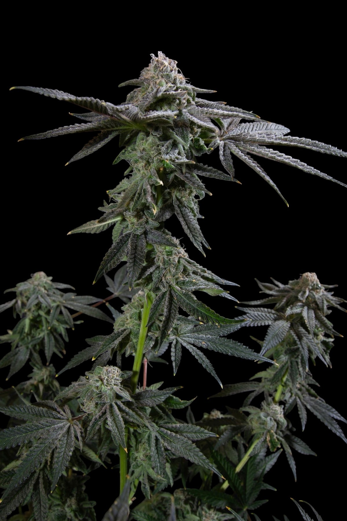 Jackfruit13 (Jack Herer x G13 Haze) x Mentha de Croco Bx1)