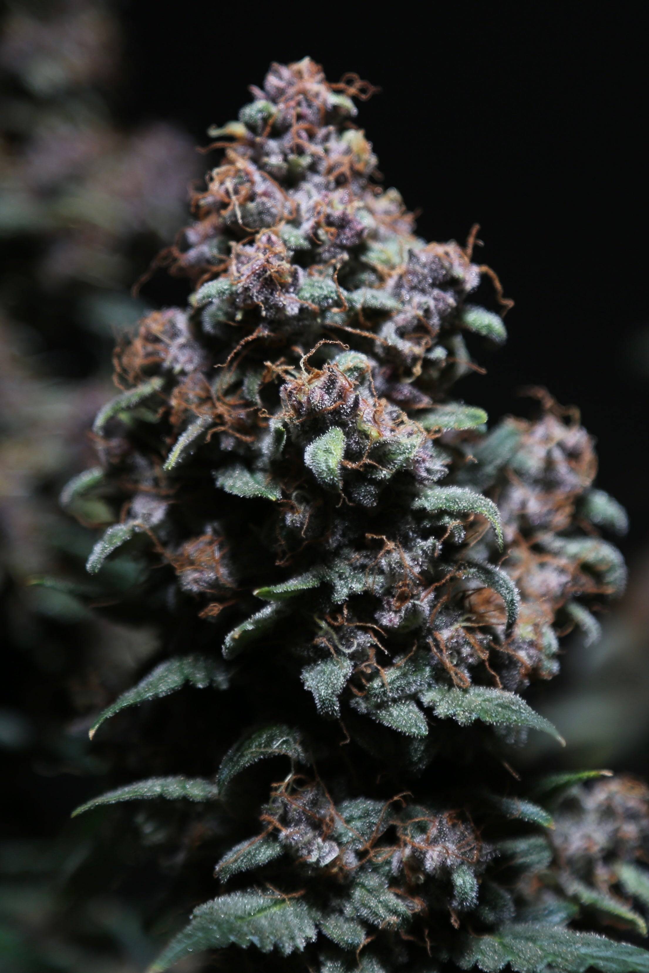 Platinum Ape Auto© (Gorilla Vanilla x Gorilla Glue XXL Auto)