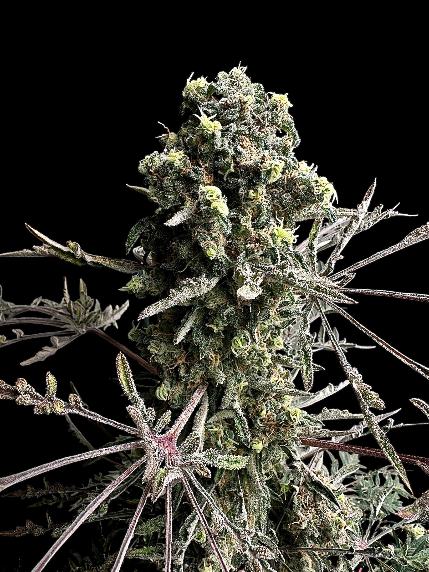 Mentha de Croco© Bx1 F2
