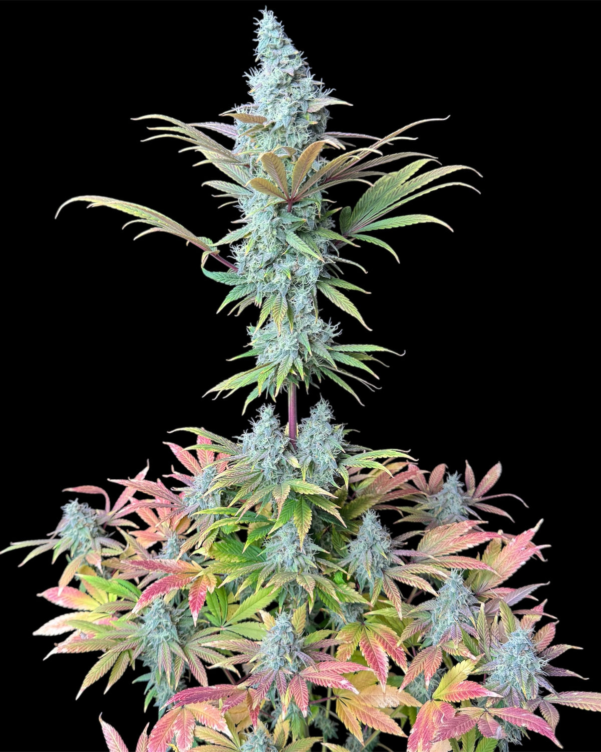 Ze Chem Bang© (Ze-Chem x Nicole)
