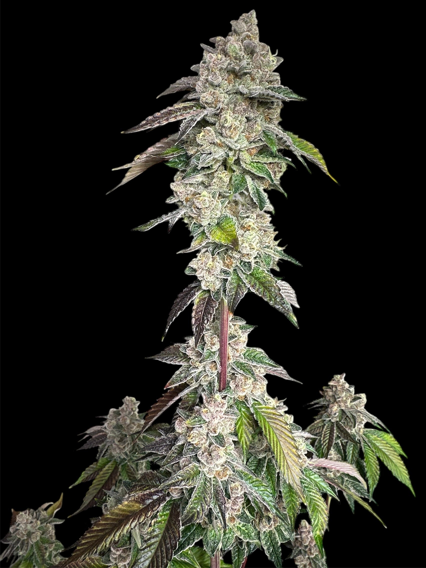 Mandarin Squeeze© (Forbidden Fruit Cake x Old Widow 90’s)