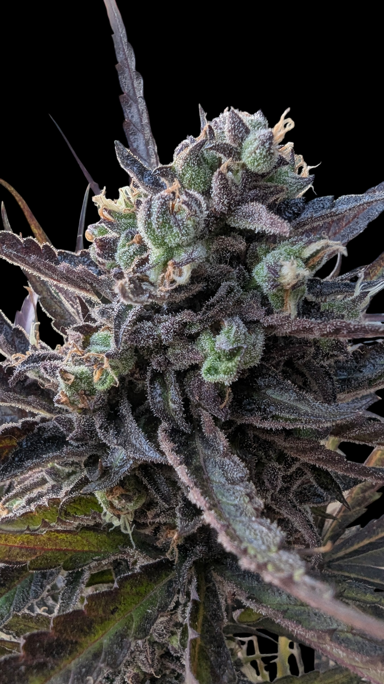 Morello Cherries Auto© Fem