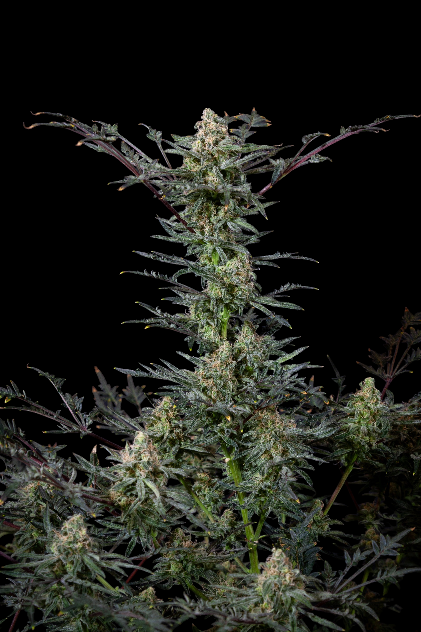 Cheese Mints (Cheddar Mintz x Mentha de Croco Bx1 Fern)