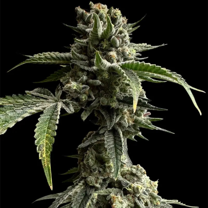 33 og© fem terpyz mutant genetics feminized cannabis seeds