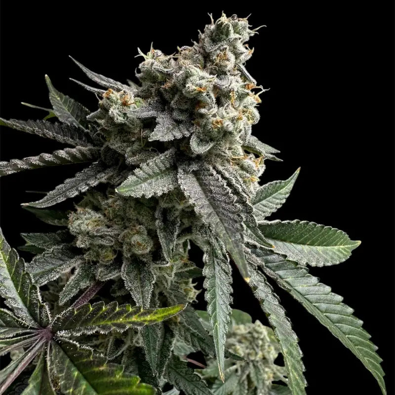 33 og© fem terpyz mutant genetics feminized cannabis seeds