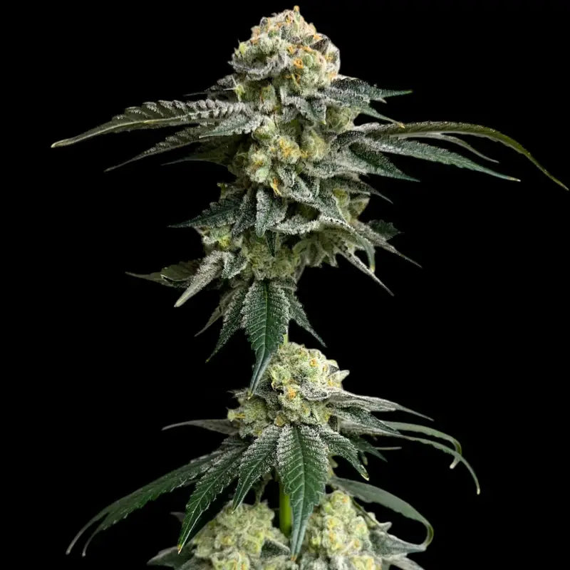 33 og© fem terpyz mutant genetics feminized cannabis seeds