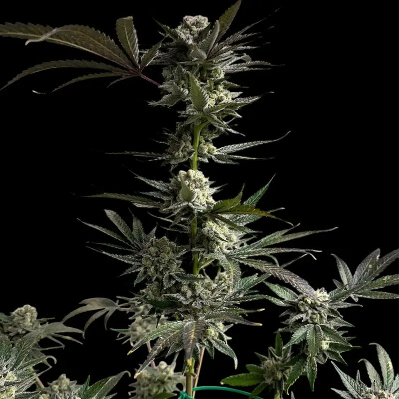 33 og© fem terpyz mutant genetics feminized cannabis seeds