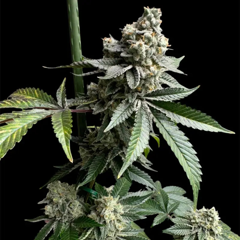 33 og© fem terpyz mutant genetics feminized cannabis seeds