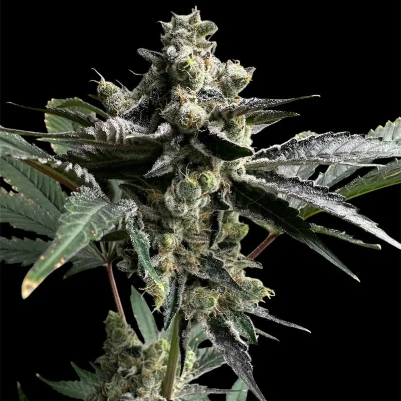 33 og© fem terpyz mutant genetics feminized cannabis seeds