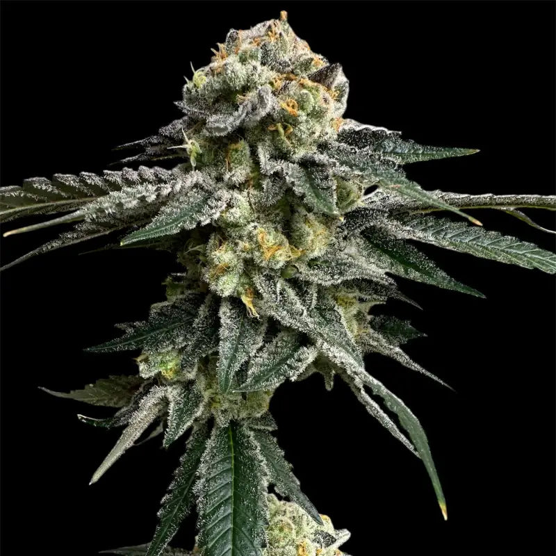 33 og© fem terpyz mutant genetics feminized cannabis seeds