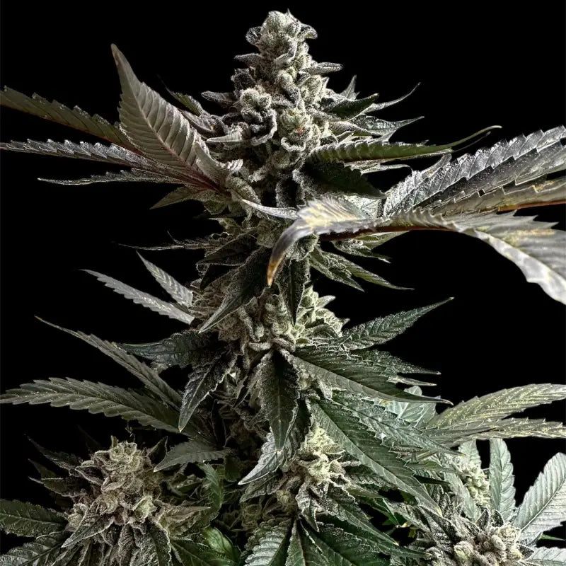 33 og© fem terpyz mutant genetics feminized cannabis seeds