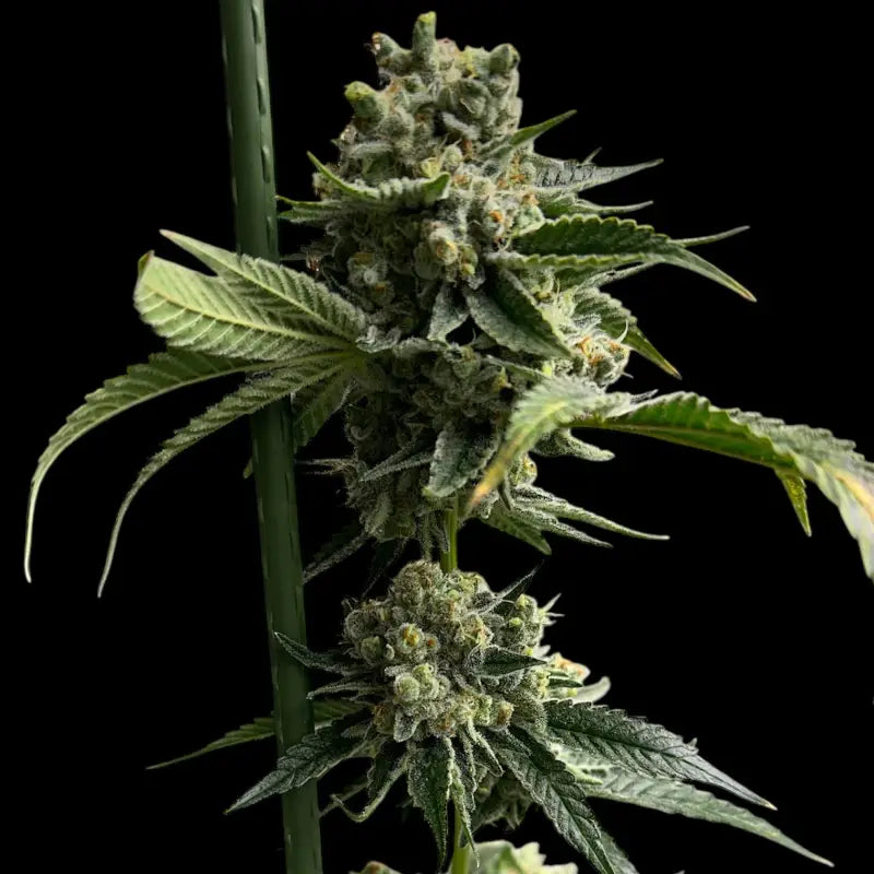 33 og© fem terpyz mutant genetics feminized cannabis seeds