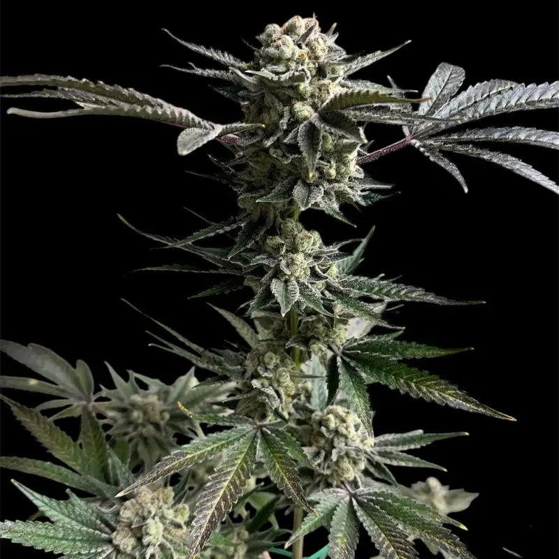 33 og© fem terpyz mutant genetics feminized cannabis seeds