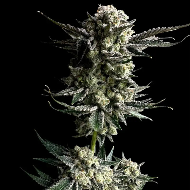 33 og© fem terpyz mutant genetics feminized cannabis seeds