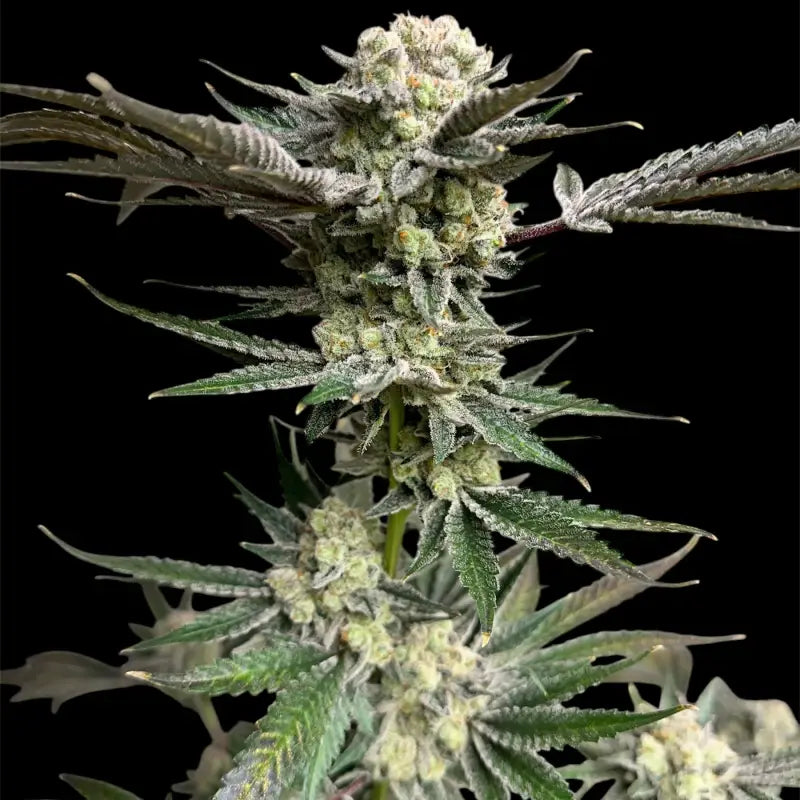 33 og© fem terpyz mutant genetics feminized cannabis seeds