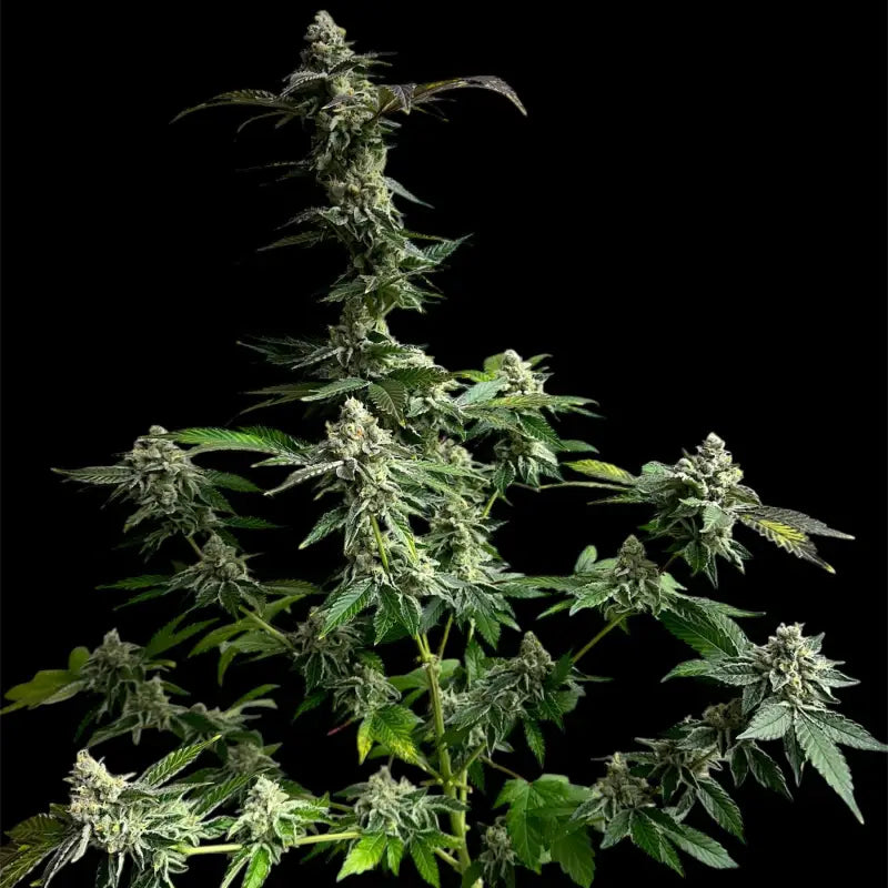 33 og© fem terpyz mutant genetics feminized cannabis seeds