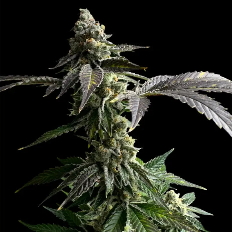 33 og© fem terpyz mutant genetics feminized cannabis seeds