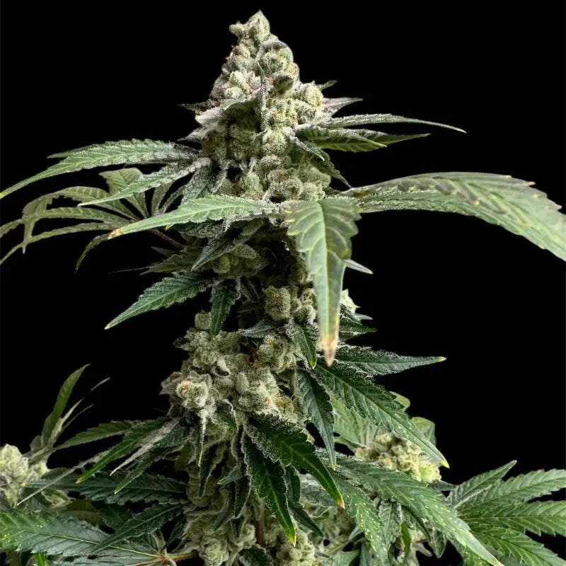 33 og© fem terpyz mutant genetics feminized cannabis seeds