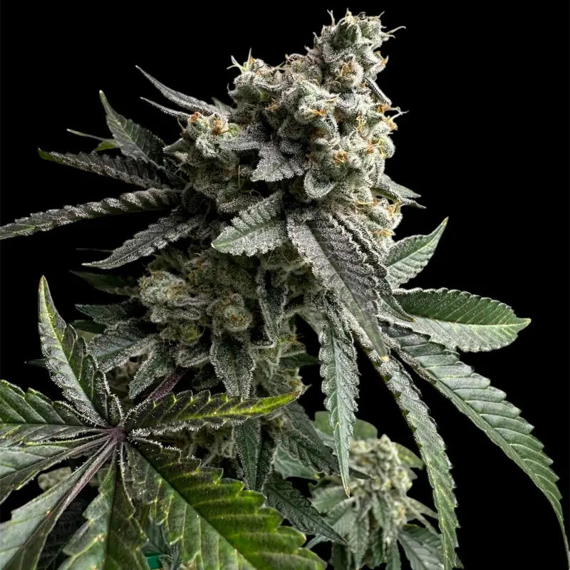 33 og© fem terpyz mutant genetics feminized cannabis seeds