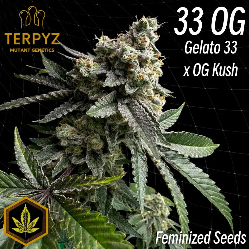 33 og© fem terpyz mutant genetics feminized cannabis seeds