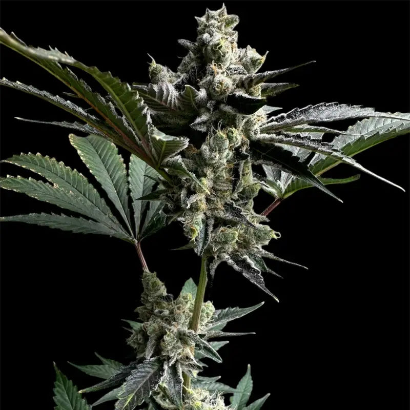 33 og© fem terpyz mutant genetics feminized cannabis seeds