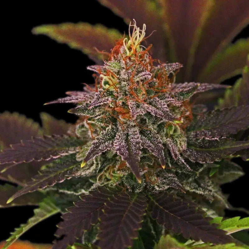 33 og© fem terpyz mutant genetics feminized cannabis seeds