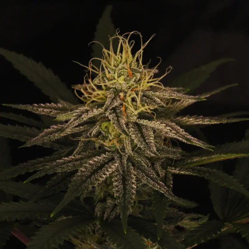 33 og© fem terpyz mutant genetics feminized cannabis seeds