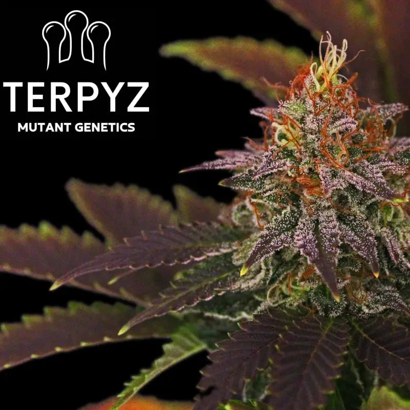 33 og© fem terpyz mutant genetics feminized cannabis seeds