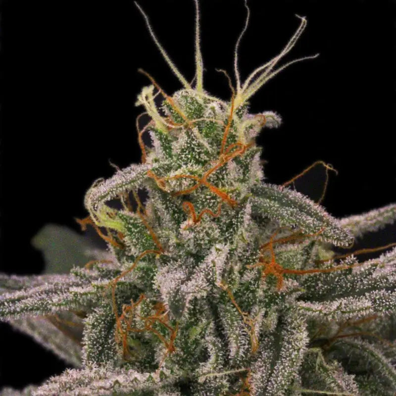 33 og© fem terpyz mutant genetics feminized cannabis seeds