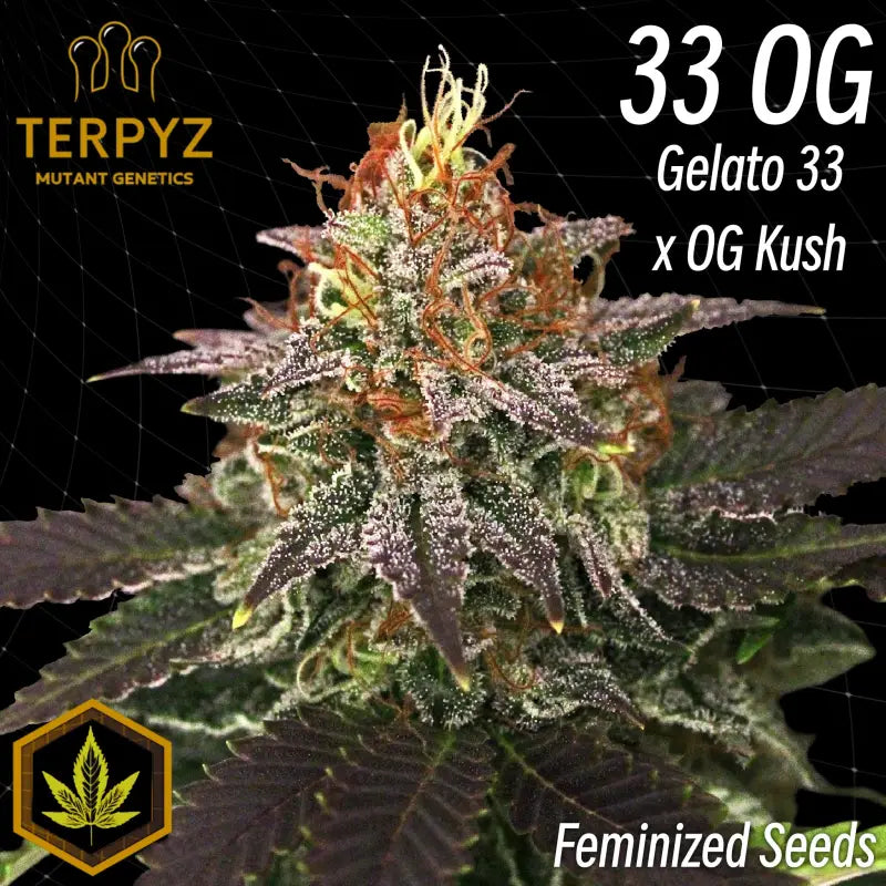 33 og© fem terpyz mutant genetics feminized cannabis seeds