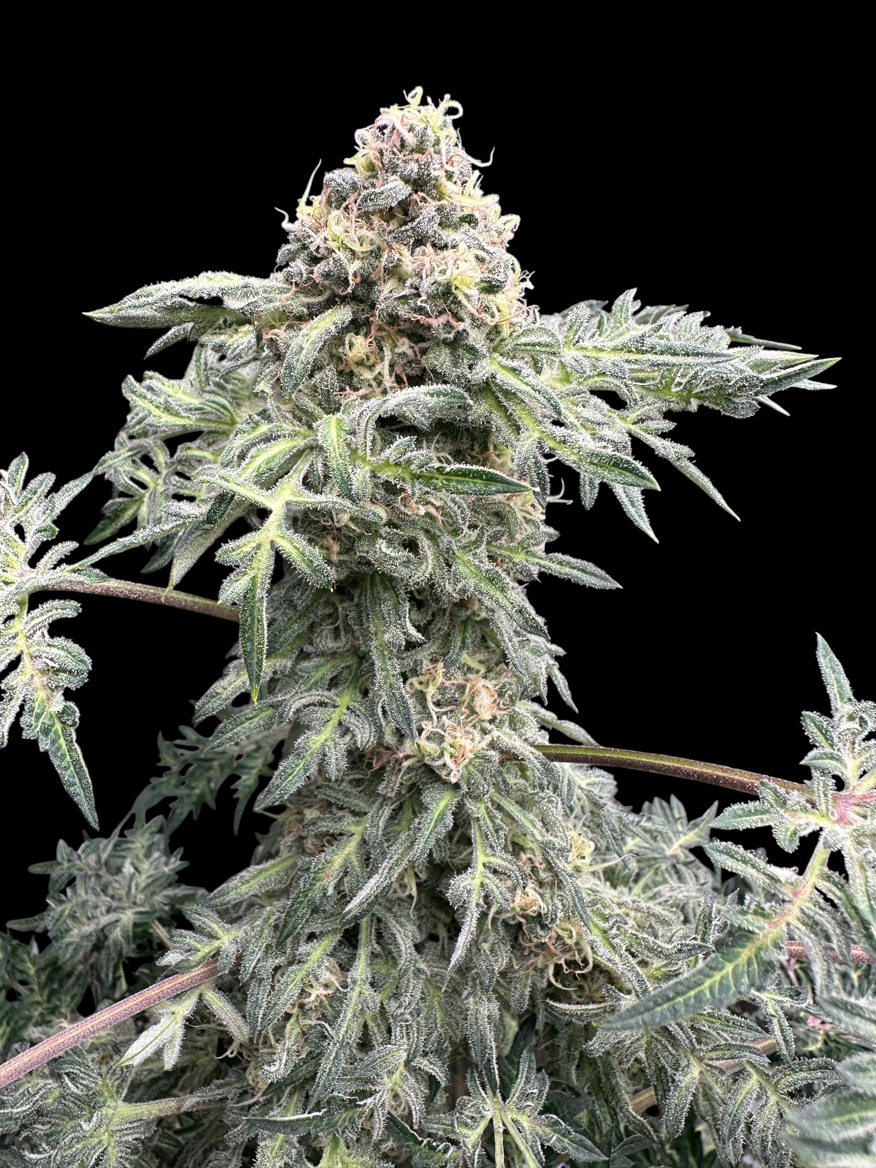 Lavender & Cheese (Shoreline x MDC) F2 x Guava Mezcal "Cheesus Christ Cut")
