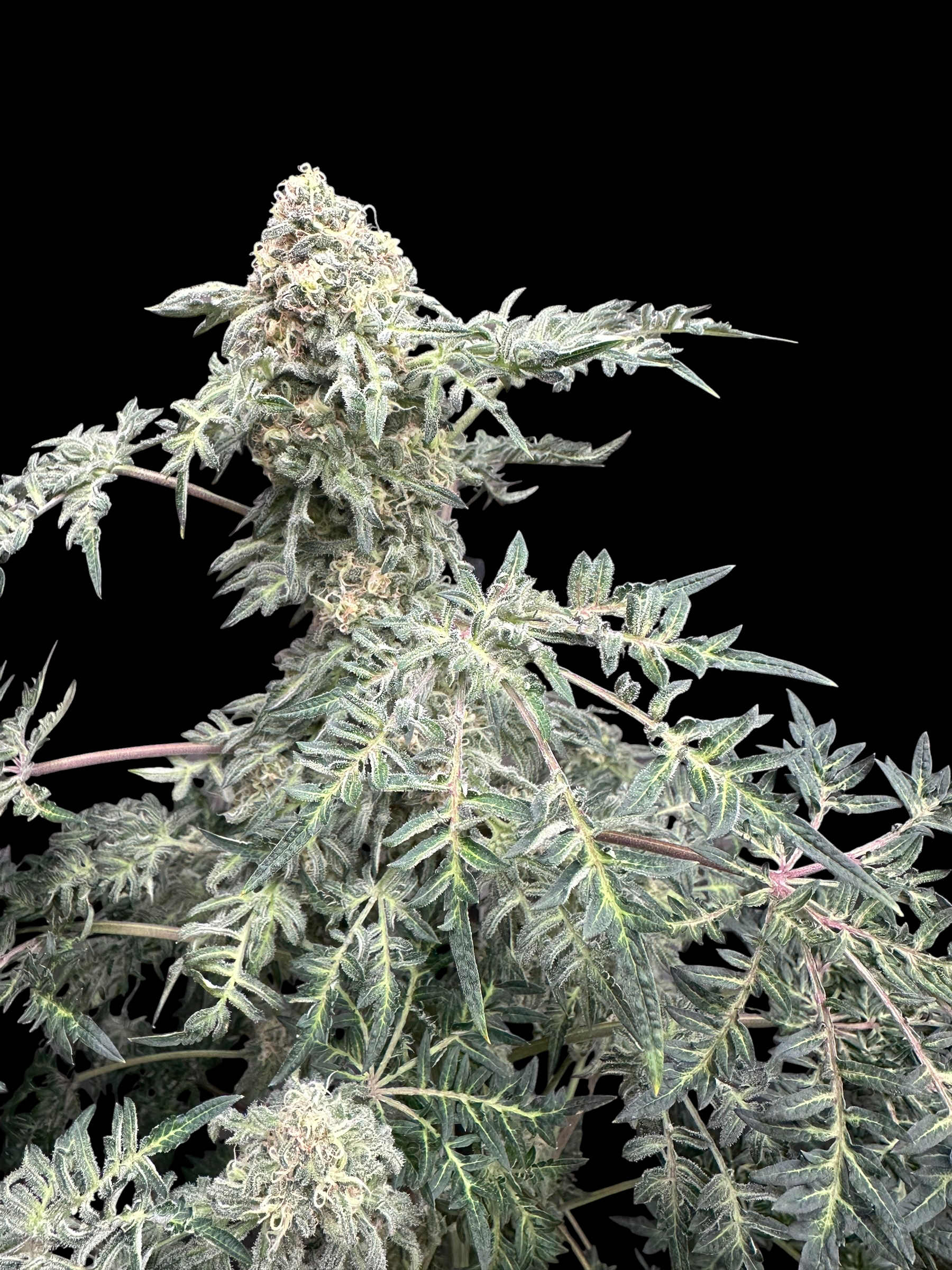 Lavender & Cheese (Shoreline x MDC) F2 x Guava Mezcal "Cheesus Christ Cut")