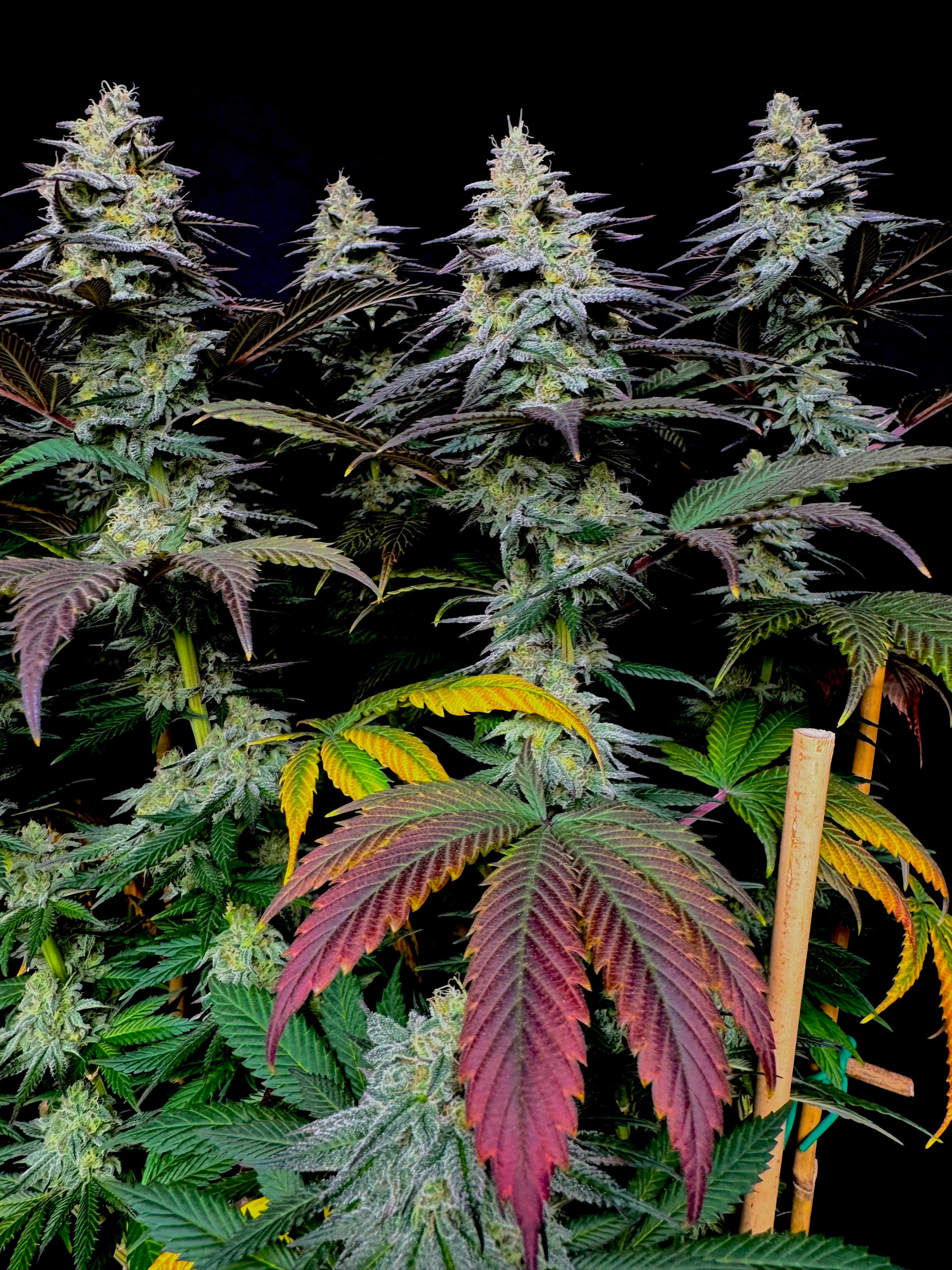 Gorilla Vanilla© Fem
