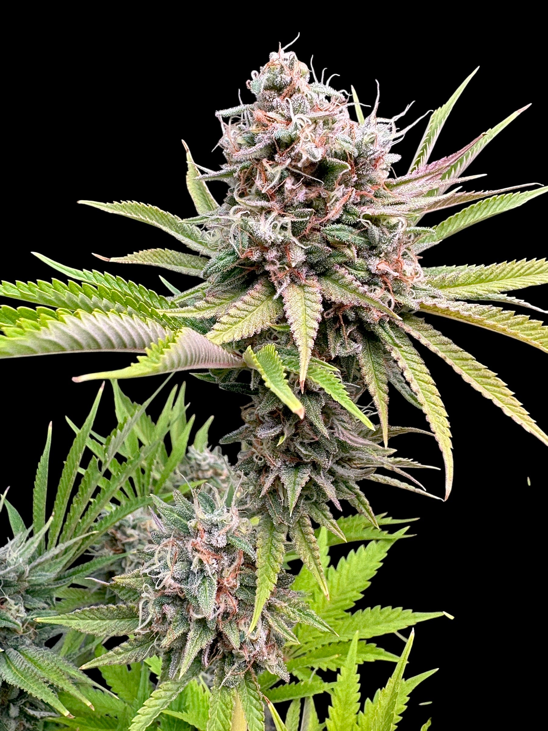 Dirty Sour© Fem *LIMITED*