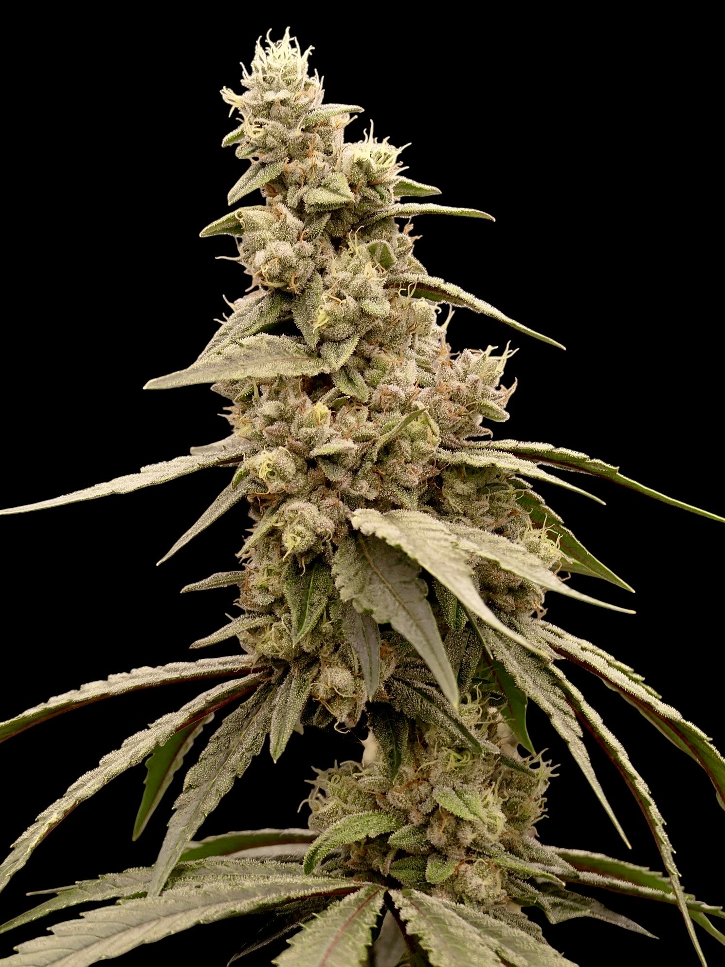 Cheesus Christ S1© Fem