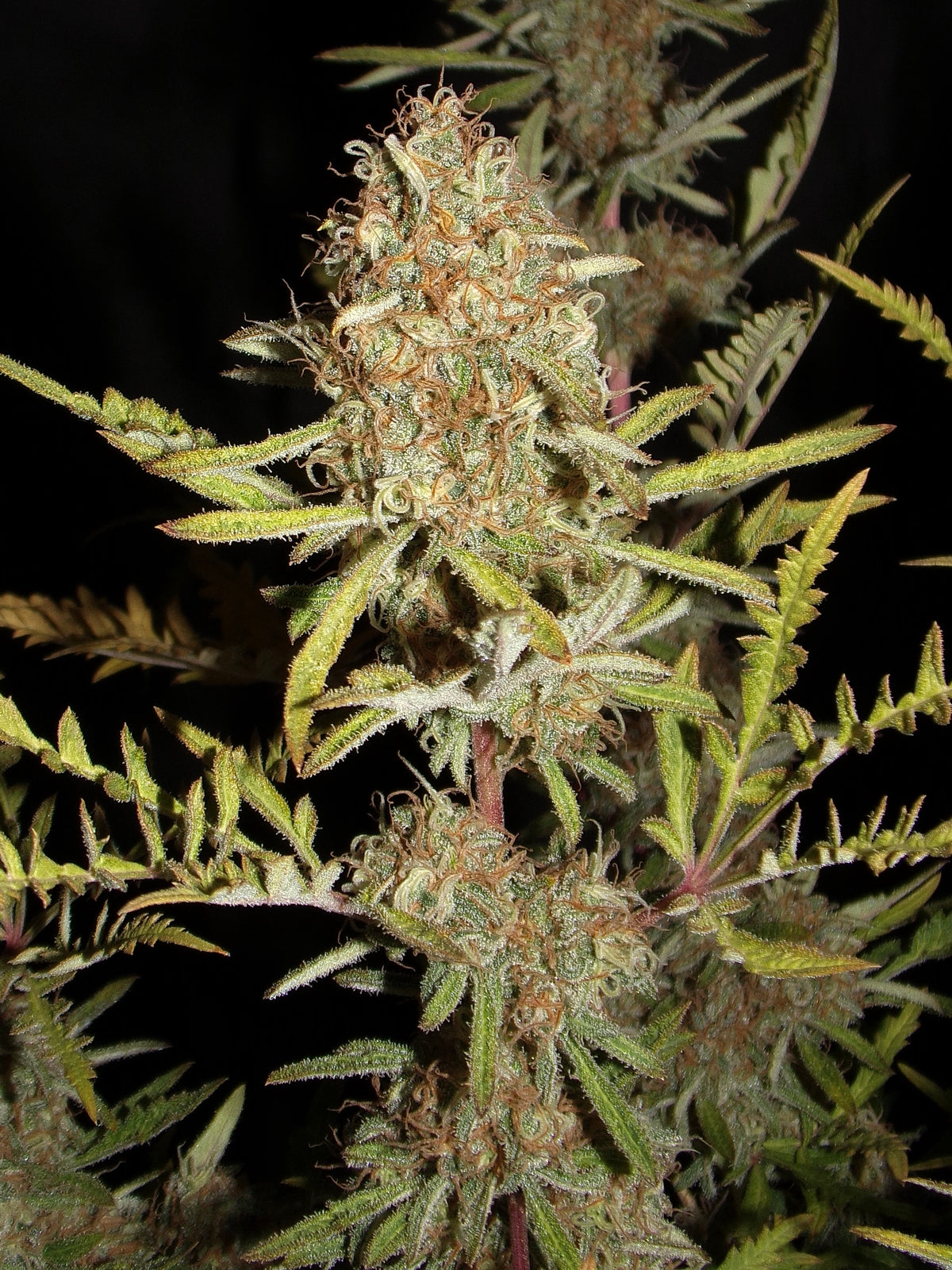 Banana Chem Freak© (Banana Punch Freak x Blueberry Vintage Freak x Mentha de Croco F3 "Fusion Raptor")