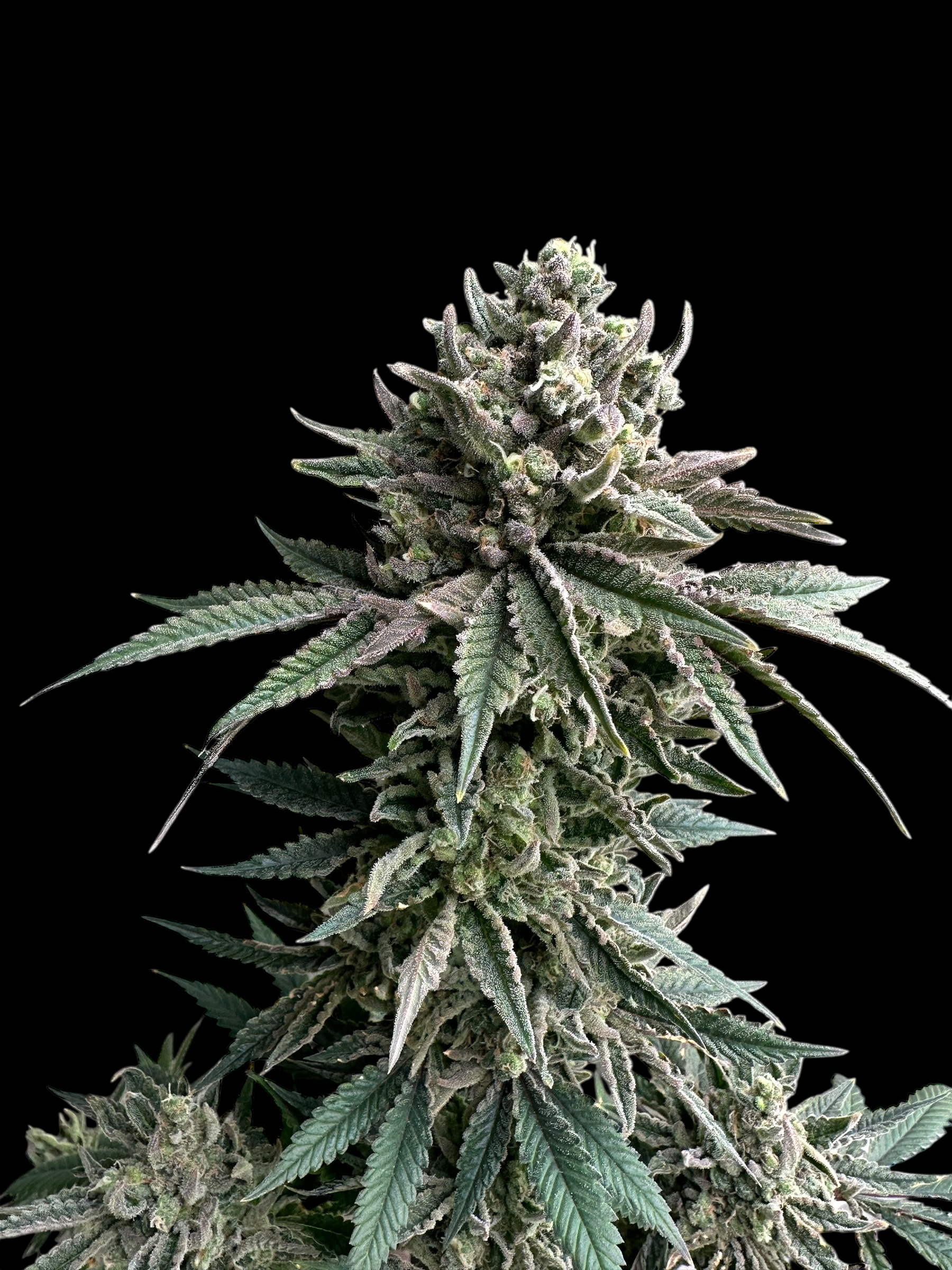 Cheddar Mintz© (Melon Cheddar x Mentha de Croco F1 "Fern-Type")