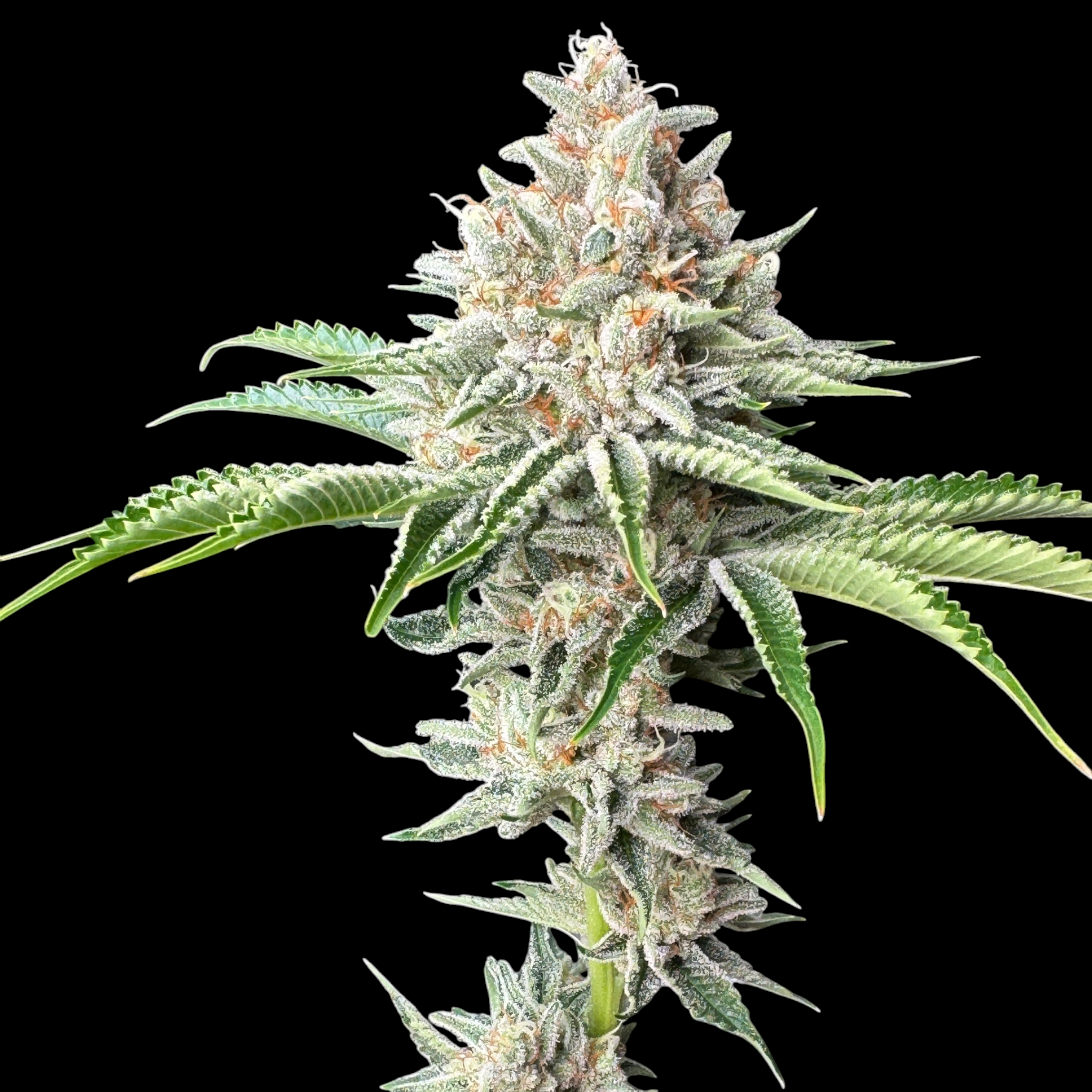 SourCenter OG