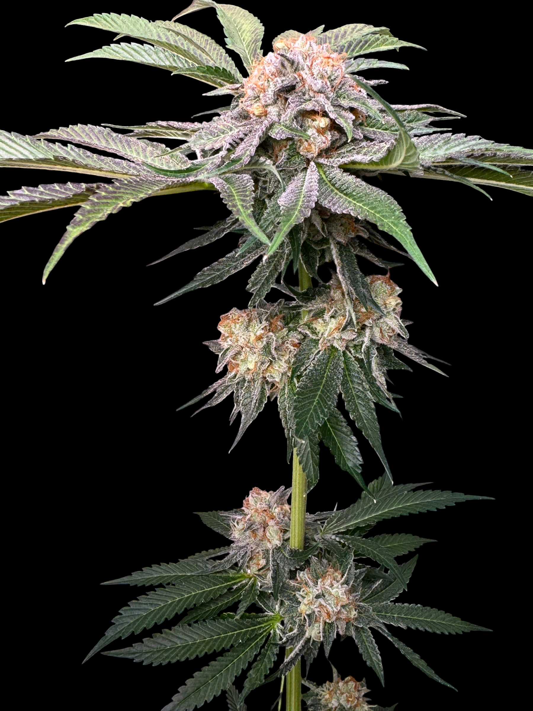 Sour Guava OG