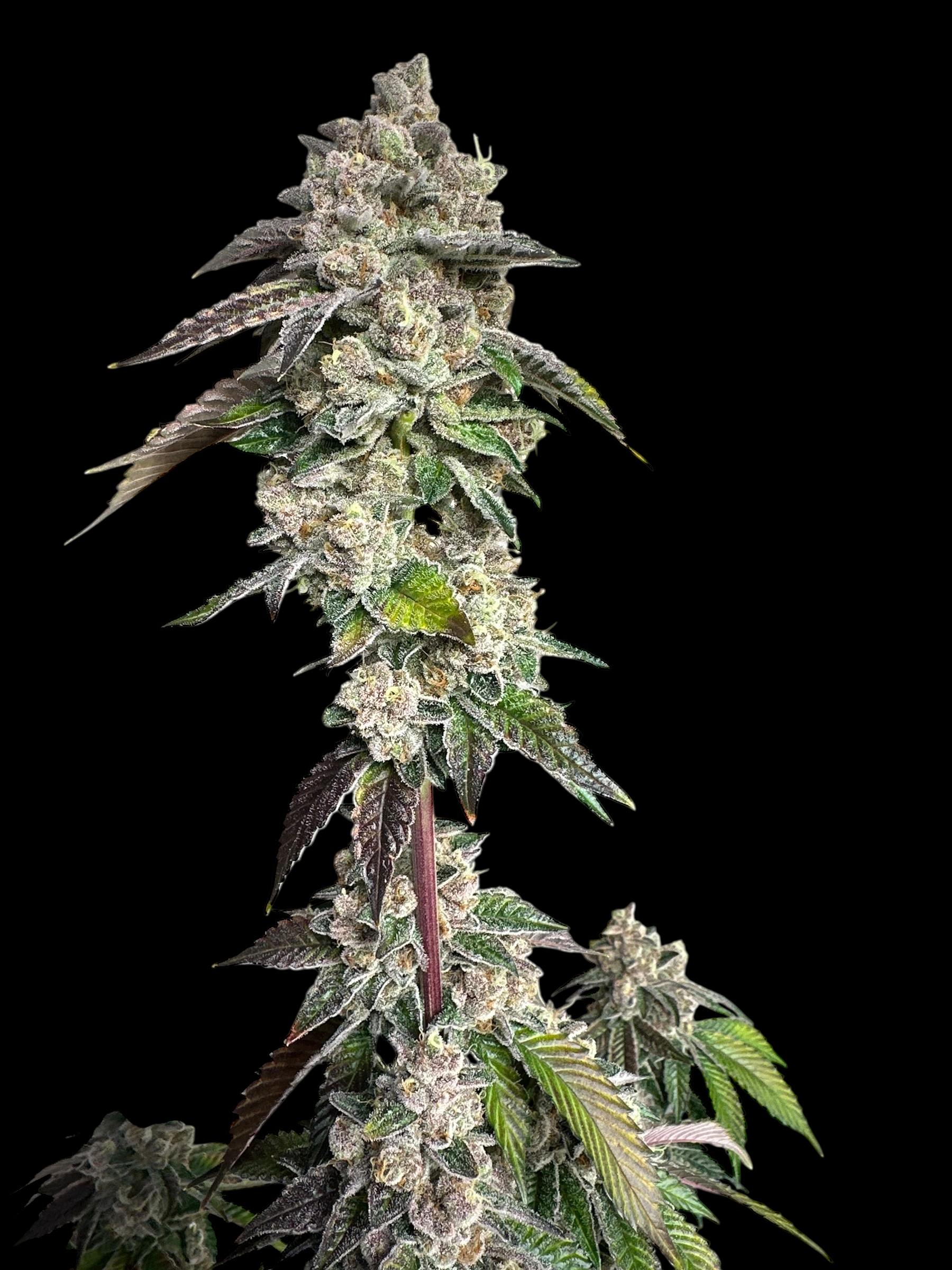 Mandarin Squeeze© Fem