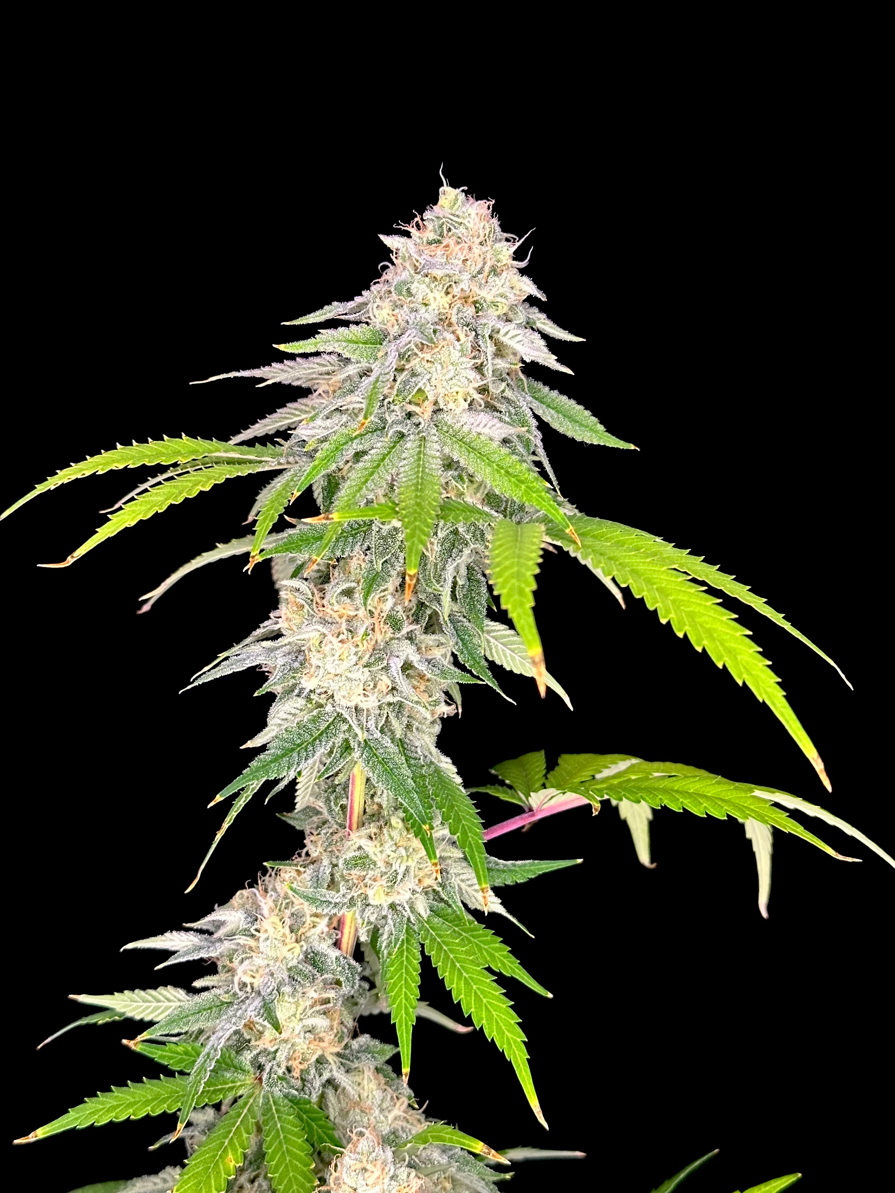 Neon Wasabii© (Wasabii × Mentha de Croco Fern Bx1 Fern)