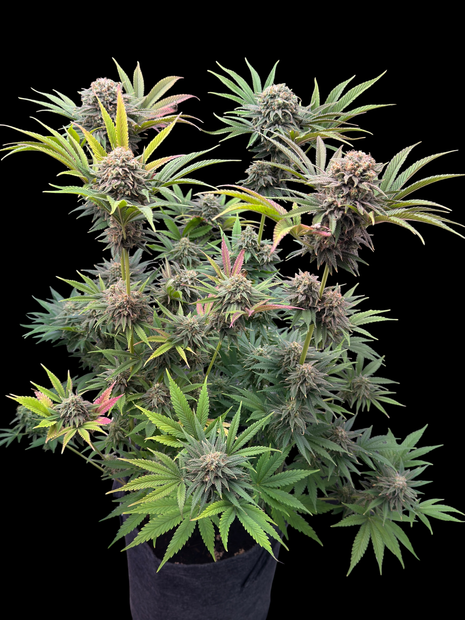 MACandarin (Forbidden Fruit Cake x (MAC x Mandarin Squeeze)