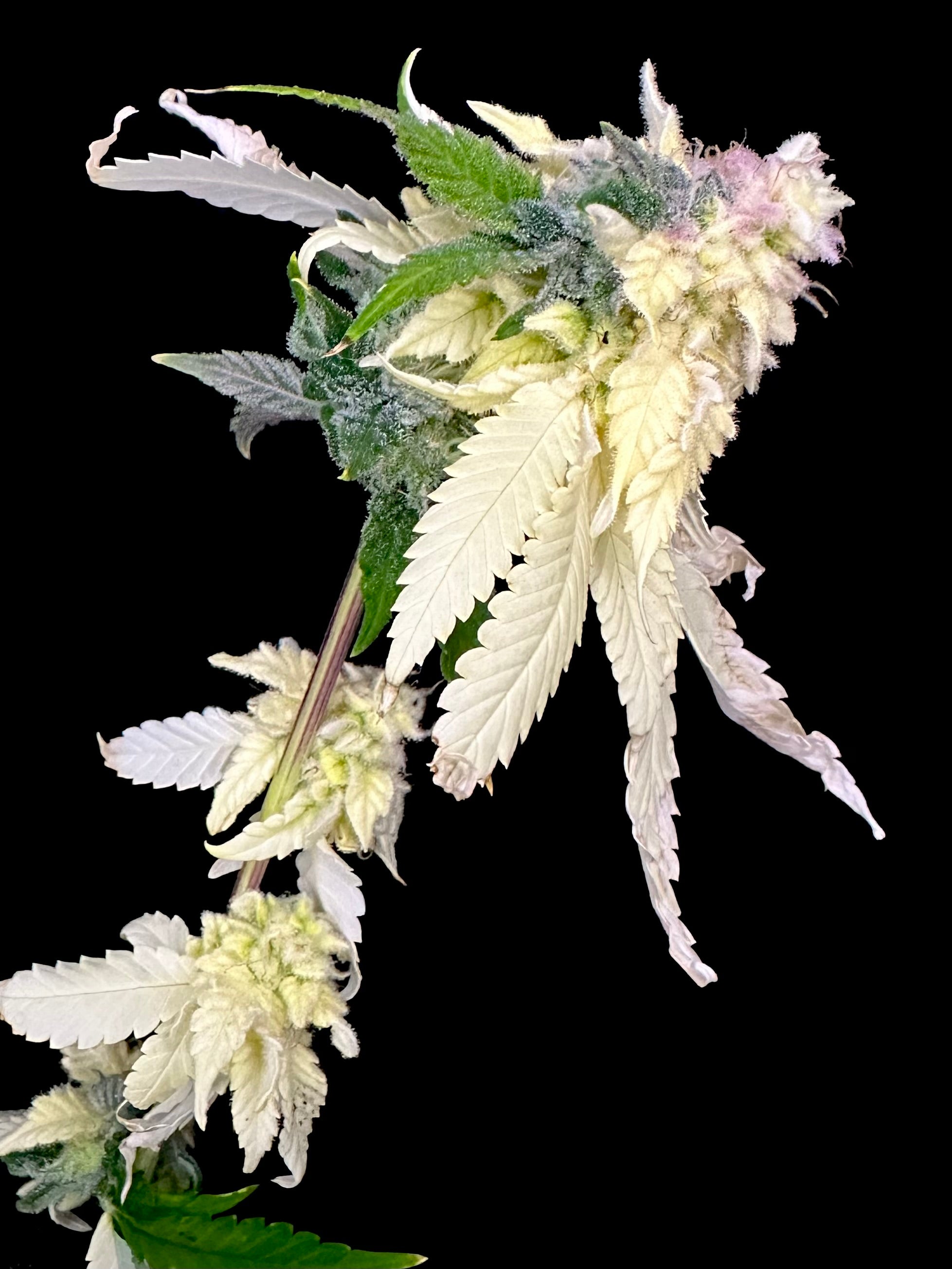 Variegated Parmigiano (Variegated Sour GPP x Guava Mezcal "Cheesus Christ Cut")