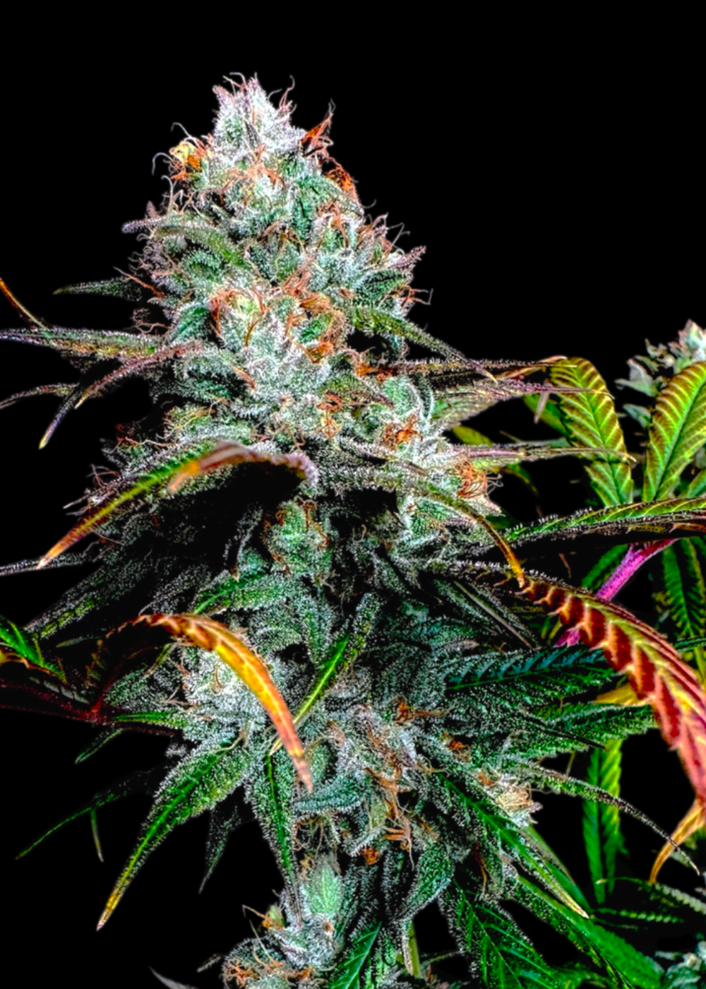 Gorilla Vanilla© Fem